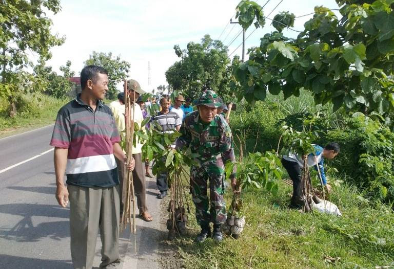 Koramil 0812/05 Kembangbahu Dan Masyarakat Tanam 1000 Pohon Mahoni Sepanjang 5Km