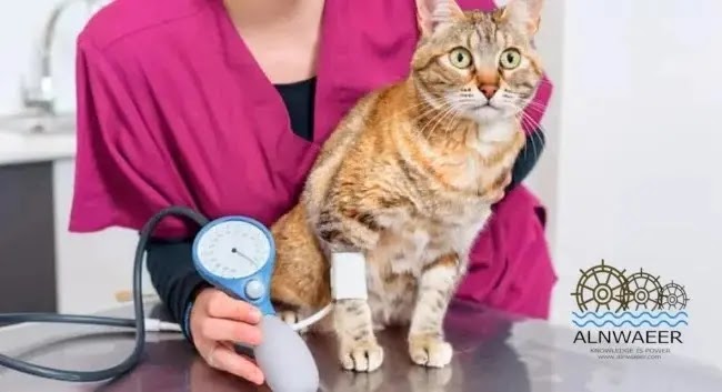 ارتفاع ضغط الدم في القطط: ما هو ، الأسباب والعلاج