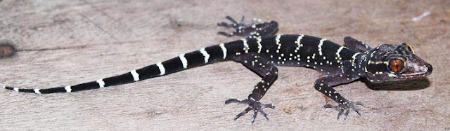 10,000th reptile species discovered in Laos, the bent toed gecko.