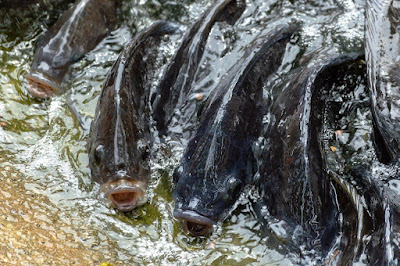 Cara Memulai Bisnis Ikan Nila untuk Pemula