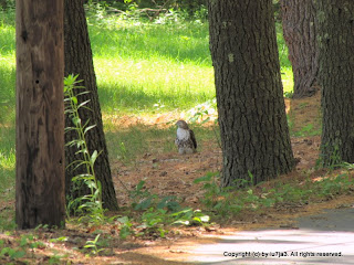 Red-tailed Hawk