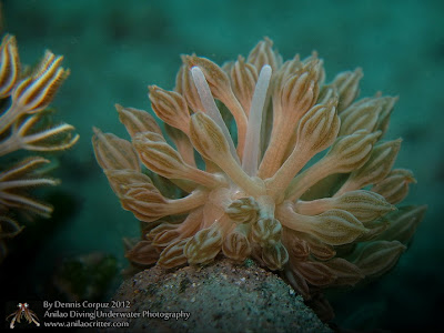 Anilao Diving Underwater Photography |Dive Resort,Dive Package