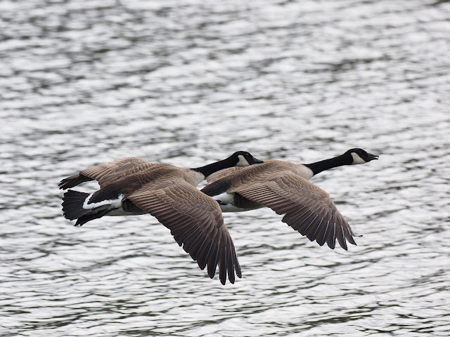 Zwei Kanadagänse fliegen über Wasser