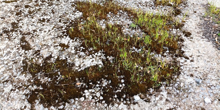 Costra de musgo sobre un suelo sellado sobre la que ha comenzado a crecer hierba en las inmediaciones de la Escuela de Ingeniería Agronómica de la Universidad de Sevilla Primer plano de un suelo pavimentado donde una densa capa de musgo permite el crecimiento de hierba, mostrando la resiliencia de la naturaleza en entornos urbanos.