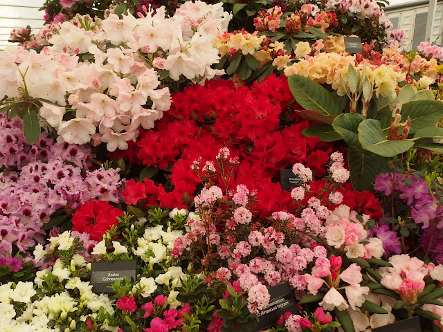 Part of the Exbury hybrid rhododendron display at Chelsea Flower Show 2019