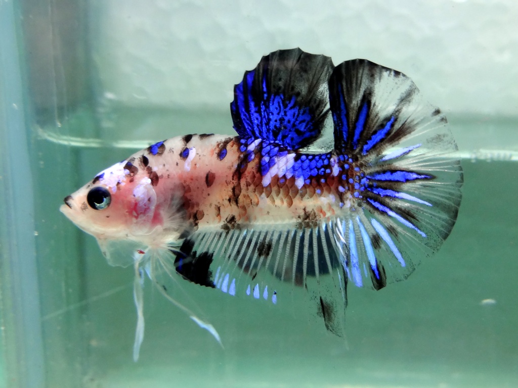  Cupang Betta FC02 Beautiful Fancy Koi Plakat