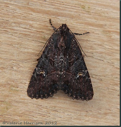 Common-Lesser-Common-Rustic-4