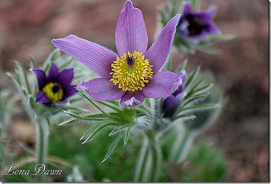 PasqueFlower4_PulsatillaVulgaris
