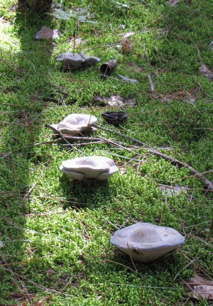 line of mushrooms