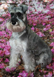 miniature schnauzer dog hound canine pooch canis bow-wow despicable fellow qen txakurra gos pas hond koer aso koira kutya hundur madra pets huisdieren animaux de compagnie Haustiere de companie husdjur Evcil Hayvan anifeiliaid anwes domace zvali augintiniai alagang hayop domaci zvirata kucni ljubimci animals domestics maskotak