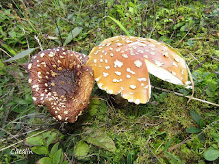 Amanita regalis IMG14161