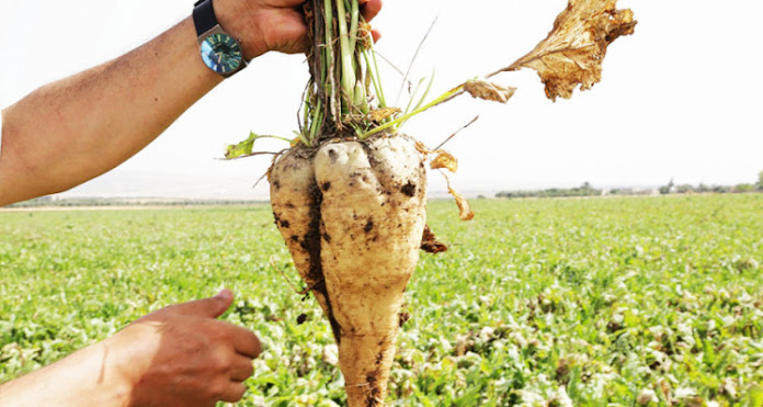 Feasibility study of the project to establish a turnip farm;