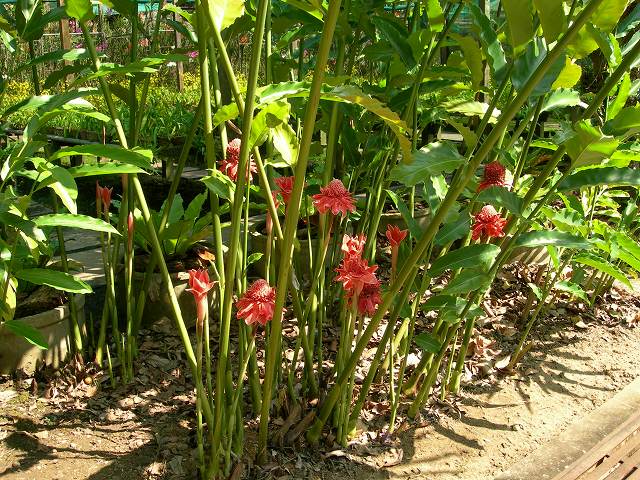 Asam Garam 2 PUTERI: Tumbuhan Herba dan Kegunaannya