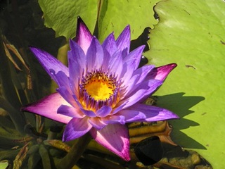 waterlilies1