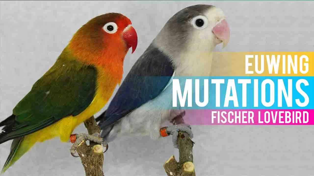 euwing mutations fischer lovebird