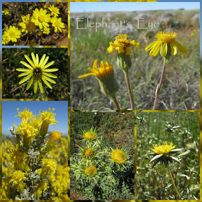 Yellow daisies in the Hantam September 2011