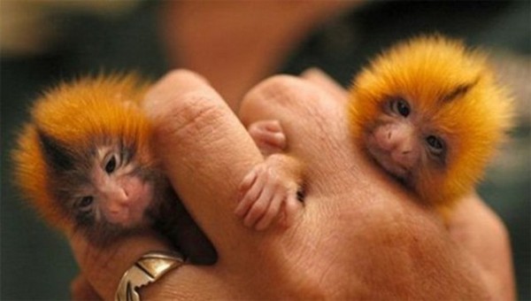 Finger Monkey