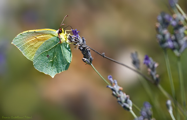 Gonepteryx cleopatra