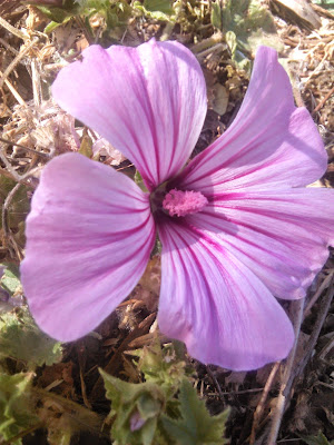 flor de malva