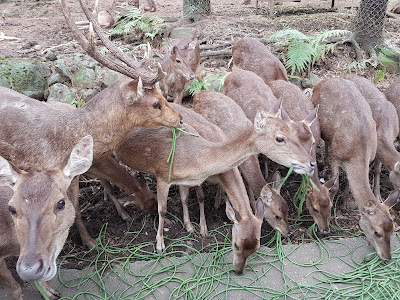 Memberi makan Rusa - TSI 2 Prigen - 3H2M Malang TSI 2 stay 1N@ Baobab Safari Resort