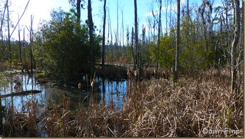 Goose Creek State Park _013