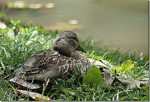 EJC_Duck2
