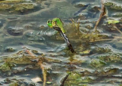 Eastern Pondhawk (Erythemis simplicicollis)