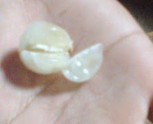 daging buah langsat