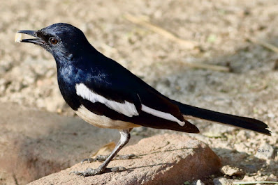 "Oriental Magpie-Robin - Copsychus saularis,perched on a concrete block,as can be seen the male has black upperparts, head and throat apart from a white shoulder patch."