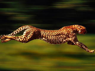 The Fastest Animals, hewan tercepat dunia