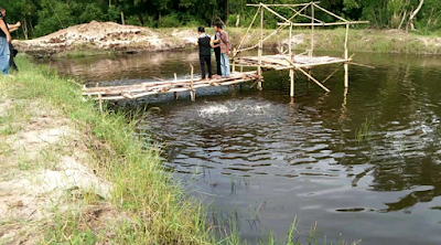 Desa Sukorayahu Labuhan Maringgai Canangkan 100 Kolam Budidaya Ikan Air Tawar dan Udang Vaname