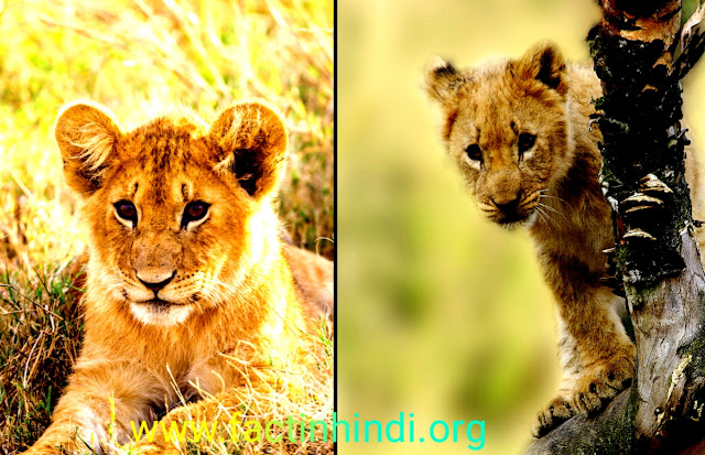 Facts about lions in hindi for kids