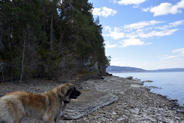 storøya leonberger