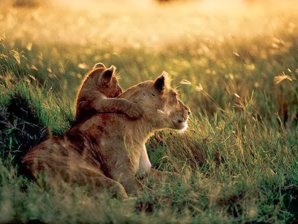 African Lion Mother and Cub, Tanzania