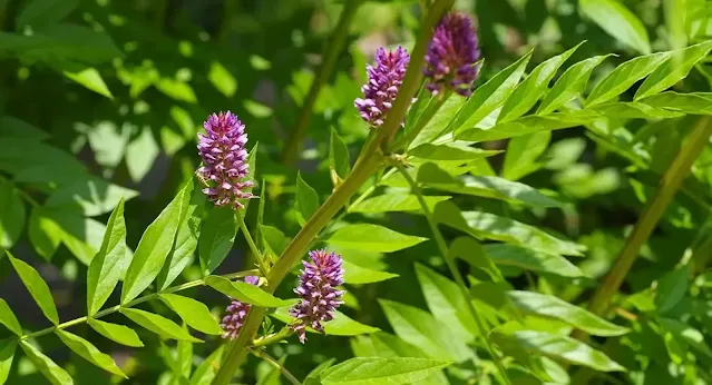 Licorice Root, herbs for protection, herbs, herbs and rye, gaia herbs, smokable herbs,  how to dry herbs, what herbs can you smoke, witlifestylist,