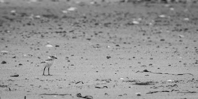 Piping Plover, Monomoy National Wildlife Refuge