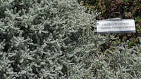 Lavender cotton, Elizabeth Park - West Hartford, CT