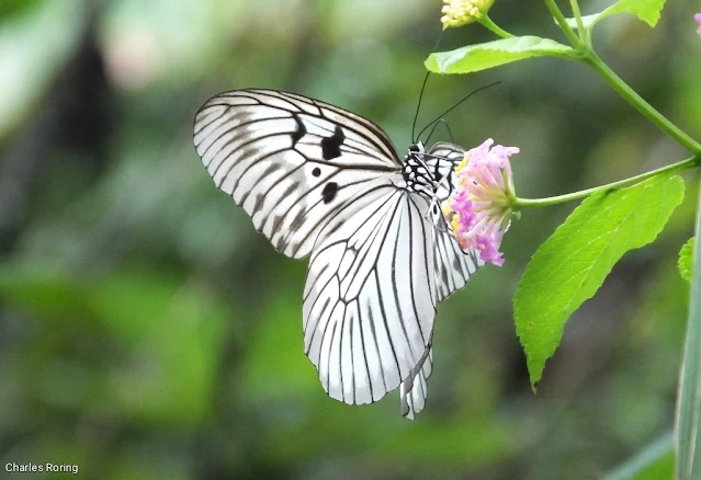 Blanchard's ghost butterfly in Minahasa highland