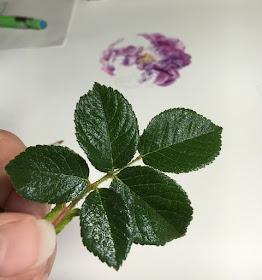 Dark green rose leaf for colour identification