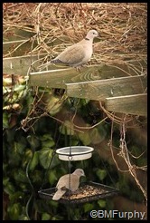 IMG_5471