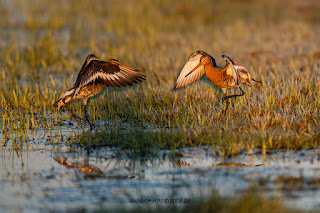 Wildlifefotografie Uferschnepfe Ochsenmoor Olaf Kerber