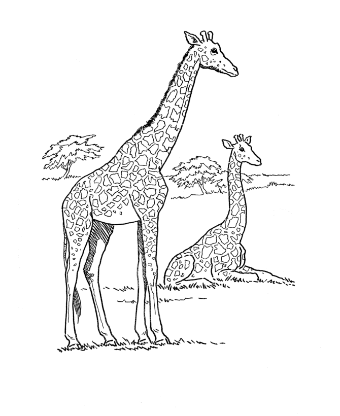 Download Giraffe Coloring Pages Animal Pictures