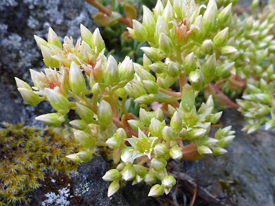 Sedum oregonense - Cream stonecrop care and culture