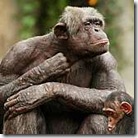 macaco(2)