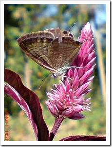 The Peablue, Pea Blue, or Long-tailed Blue (Lampides boeticus) 4