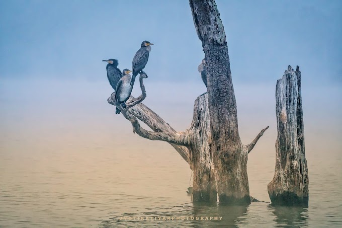 Great Cormorant Bird Sighted in Kabini back waters