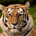 Essay on Tiger | Essay About Tiger | The Tiger Essay in English - All Essay