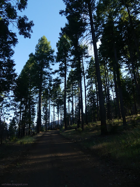 00: tall trees line a line of smooth road