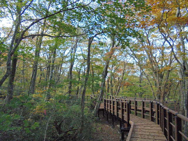 大山森の遊歩道