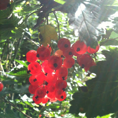 sun illuminated redcurrants ribizlifürtök napsugár átvilágítva